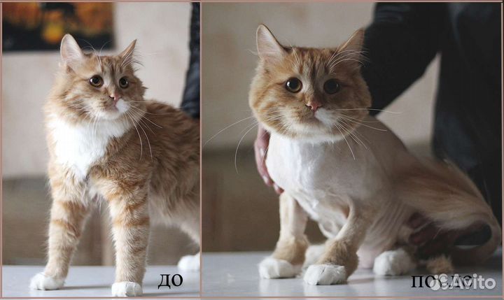 Стрижка собак и кошек
