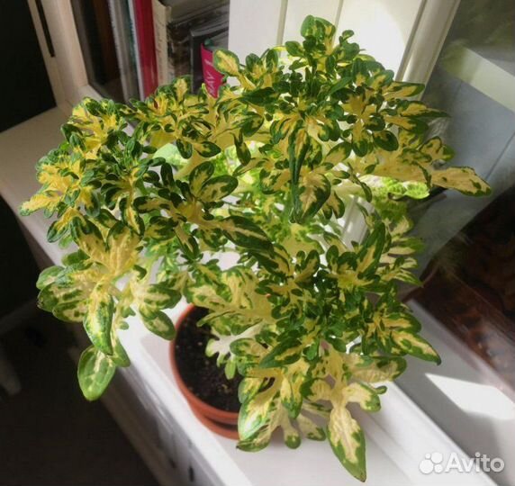 Колеусы вегетативные черенки