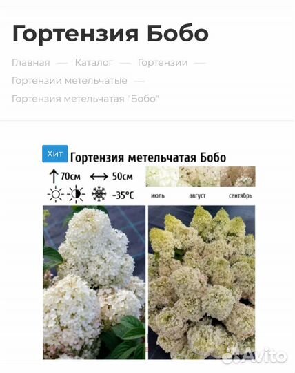 Гортензии метельчатые