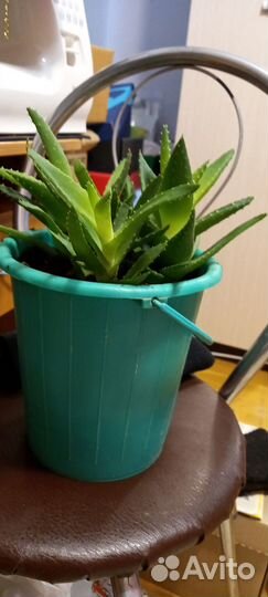 Продам алоэ вера