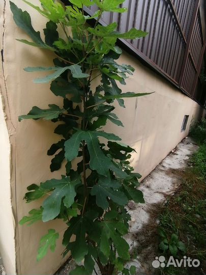 Саженцы инжира