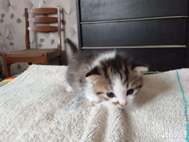 Кошка в дар