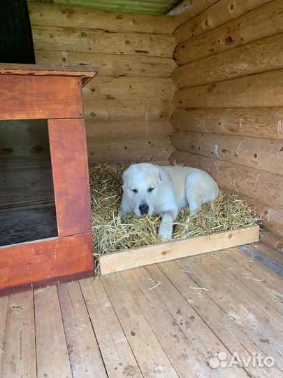 Натуральная подстилка для собаки в будку
