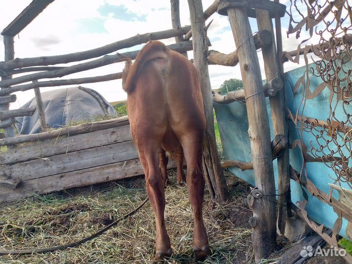 Бычок, 1 год и 3 месяца