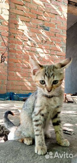 Кошка в дар бесплатно