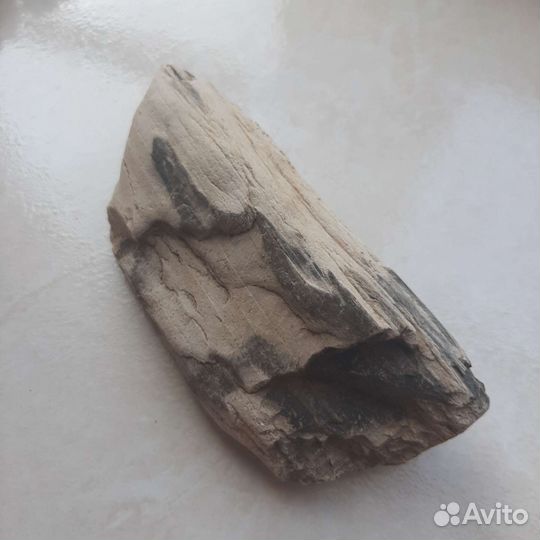 Окаменелое дерево