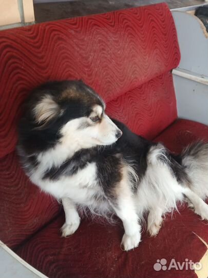 Небольшая собачка