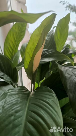 Спатифиллум