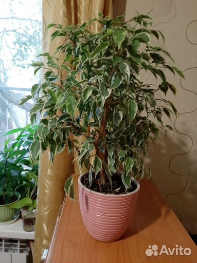 Фикус бенджамина кинки