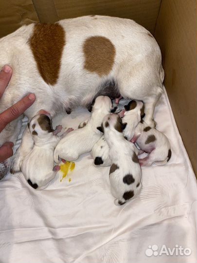 Джек Рассел терьер