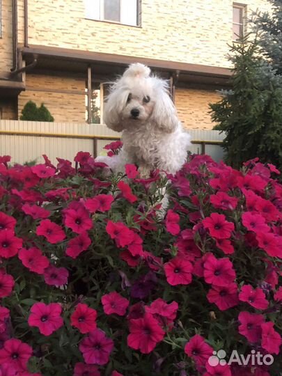 Передержка собак