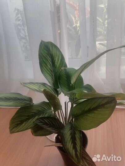 Калатея