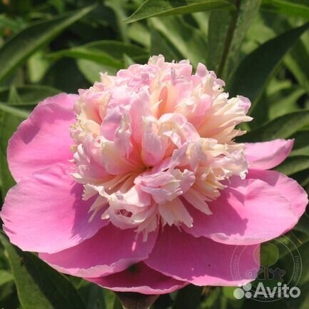 Пион травянистый, пион древовидный