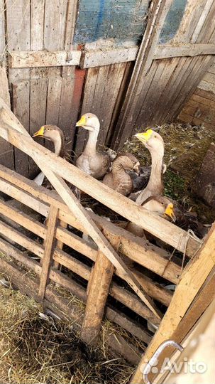 Семья гусей 4+1