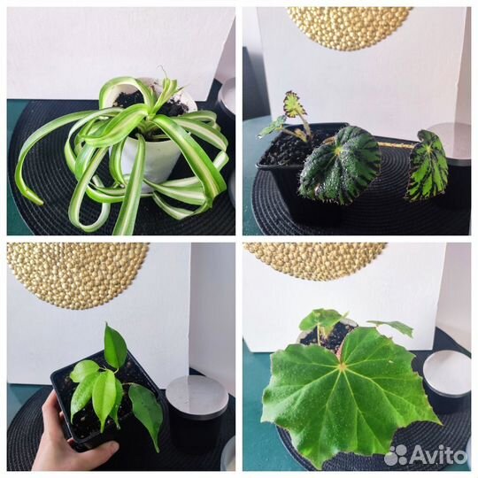 Много растений разные виды