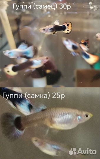 Рыбки аквариумные