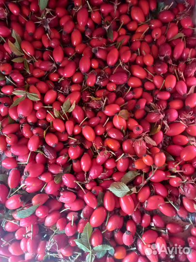 Шиповник сушеный и свежий