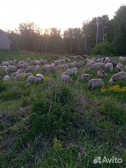 Барашек