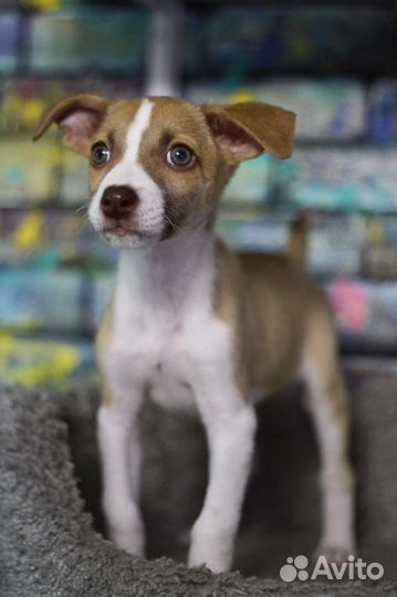 Джесси щенок бесплатно в добрые руки