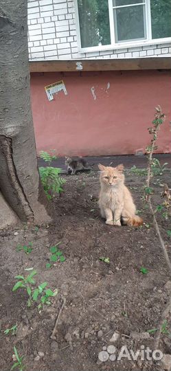 Кошки и котята в добрые руки
