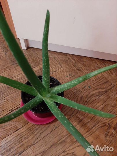 Алоэ-вера Барбаденсис