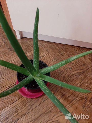 Алоэ-вера Барбаденсис