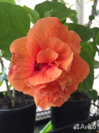 Гибискус красно - оранжевый
