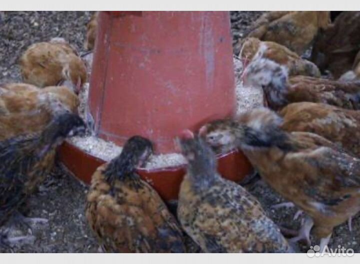 Ткф кормовой