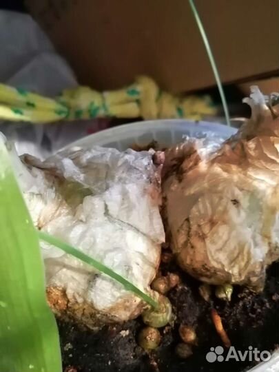 Лук для лечения сустав