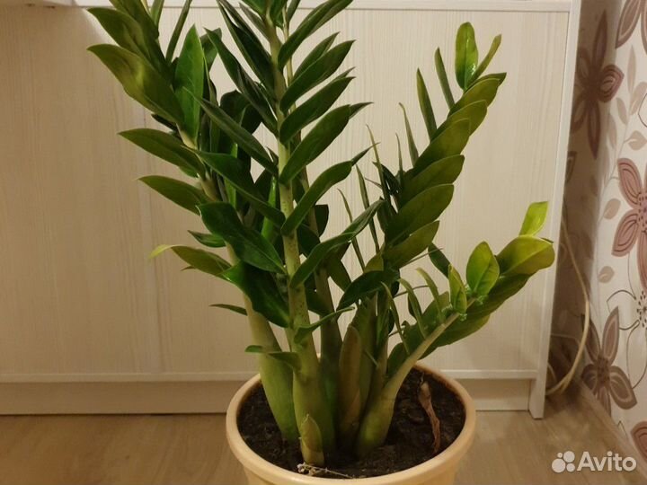 Замиокулькас