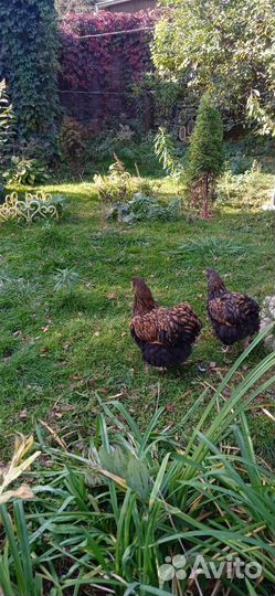 Орпингтон золотоокоймленный