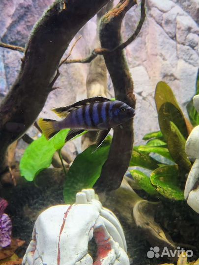 Цихлиды Элонгатус Мпанга, красная зебра