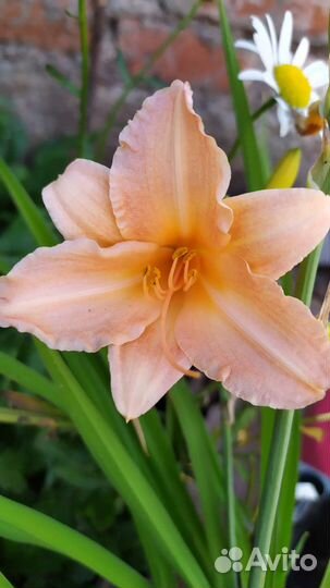 Растения для сада