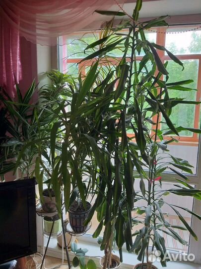 Пальма юкка