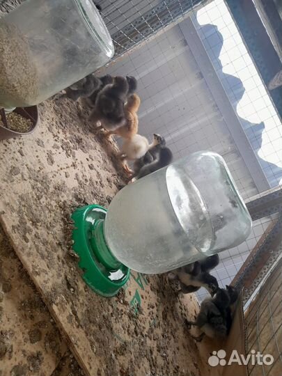 Цыплята суточные кохинхины