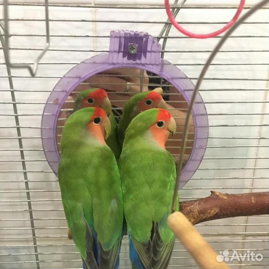 Неразлучники