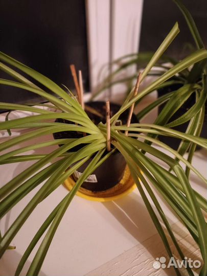 Хлорофитумы