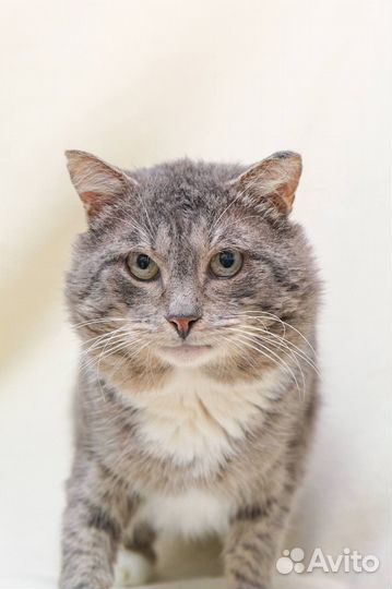 Серый пушистый кот ищет дом