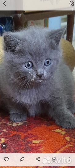 Отдам котят от красавицы британки