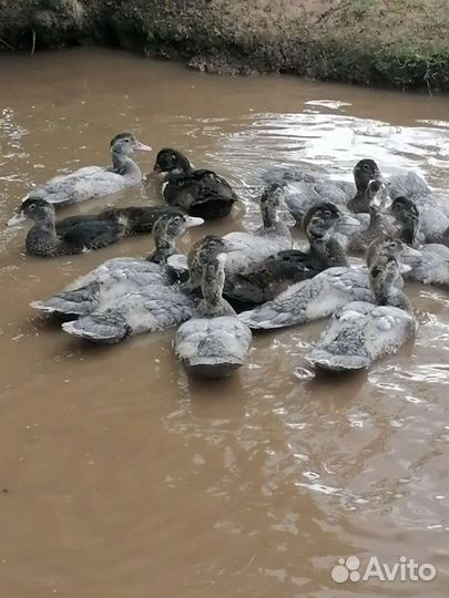 Индоутята. Индоутки. Петушки Билефельдер