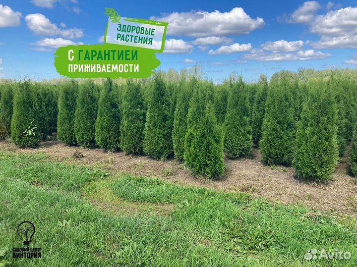 Саженцы хвойной Туи Смарагд 180-200 см