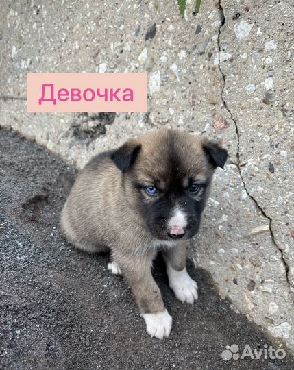 Щенки ищут дом