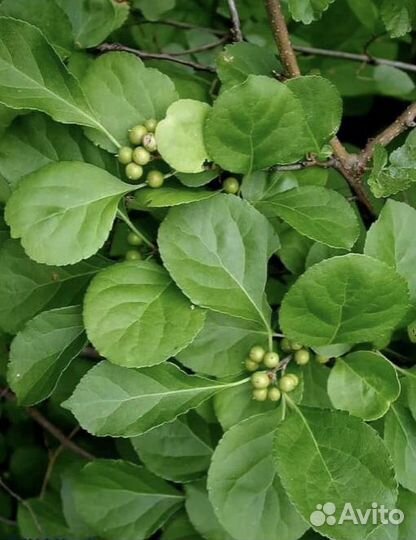 Древогубец вьюн