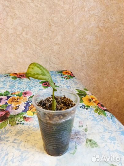 Аглаонема Сильвер куин