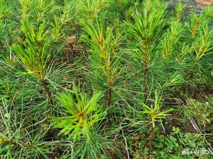 Кедр. Саженцы