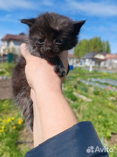 Ищем дом котятам