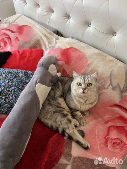 Шотландский кот вязка