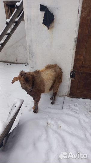 Заано нубийский козел