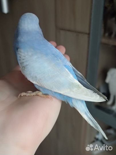 Птенцы волнистый попугай