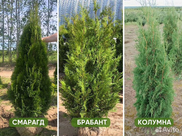 Туя Смарагд, Колумна, Брабант - от 15 штук